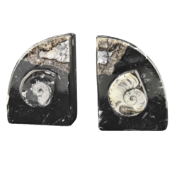 BOGSTØTTE - AMMONIT FOSSIL - Treasurehunter.dk