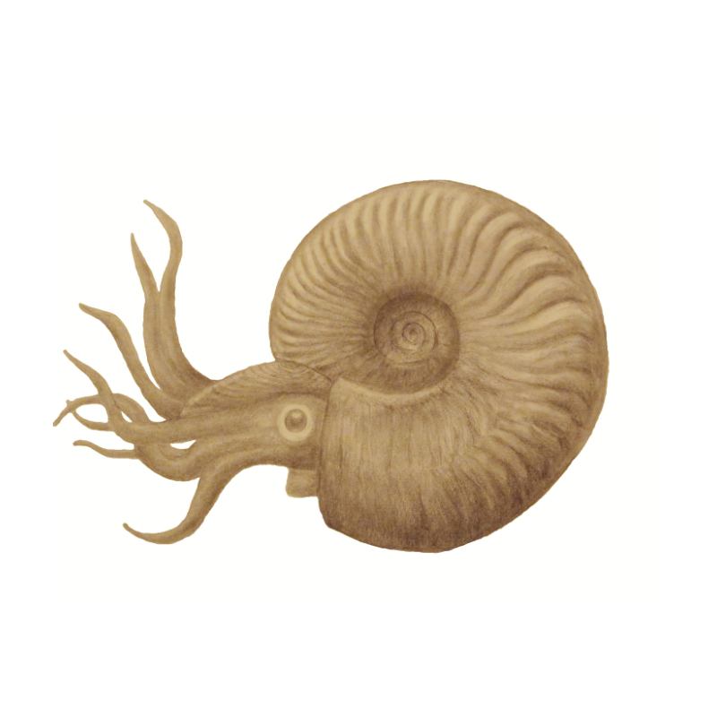 BOGSTØTTE - AMMONIT FOSSIL - Treasurehunter.dk