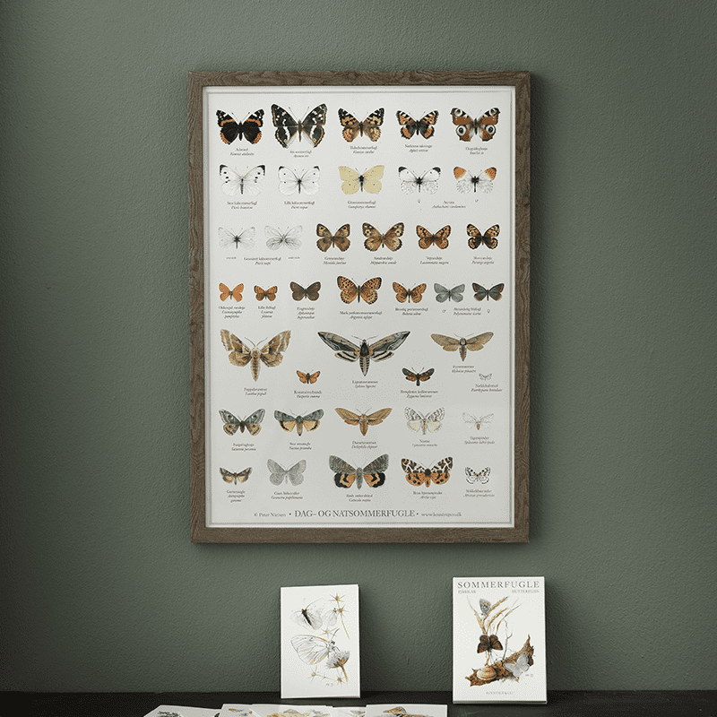 Plakat A2: Sommerfugle - Treasurehunter.dk