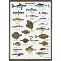 Plakat A2: Havets fisk - Treasurehunter.dk