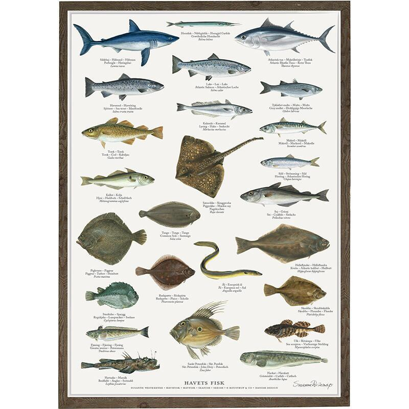 Plakat A2: Ferskvandsfisk - Treasurehunter.dk