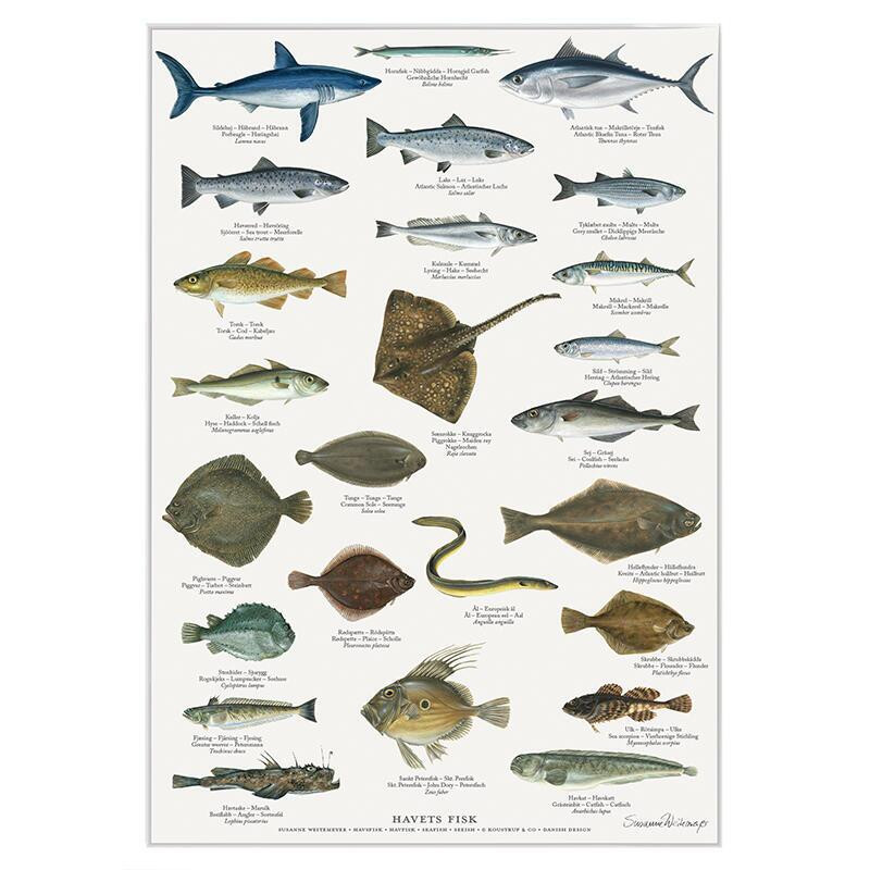 Plakat A2: Ferskvandsfisk - Treasurehunter.dk