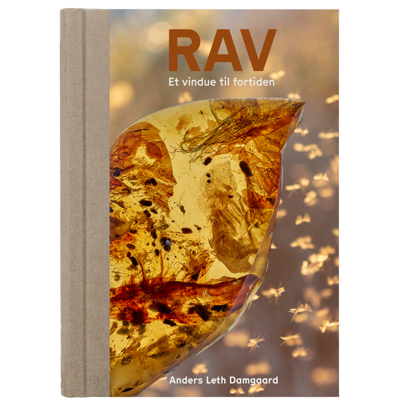 Rav - Et vindue til fortiden | Ravlygter og tilbehør - Treasurehunter