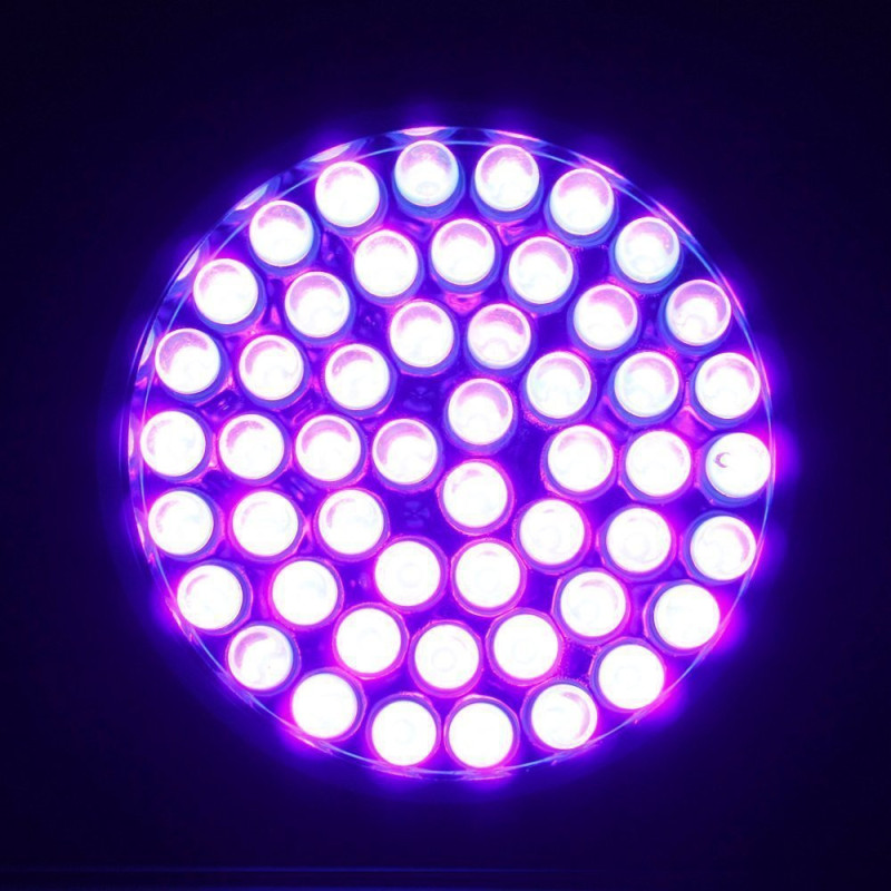 Ravlygte Amber Light Original 51uv dioder