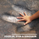 FOSSILER, STEN & DINOSAUR